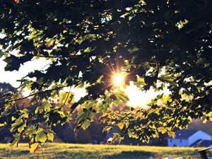 自由研究の題材に選んだクモ。幼い私は彼女を「夏の女王」と呼んだ