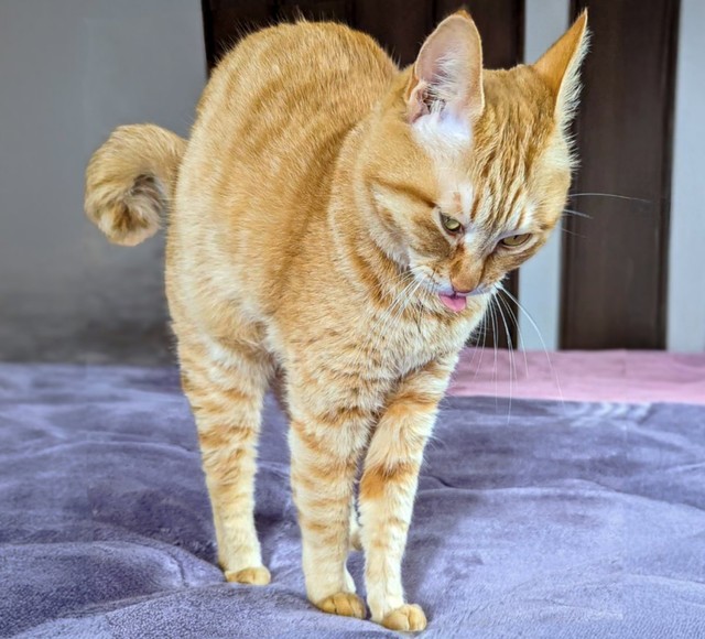 猫界の新たな「ボニャール」像を披露したぷりんちゃん（画像提供：ぷりんちゃん𝕏さん）