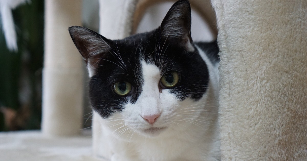 譲渡会で出会った3本足の猫 知らずにその名を呼んでいた…運命を感じて