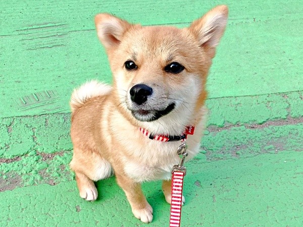 1年前、柴犬が家族の一員に（画像提供：きらのどんさん）