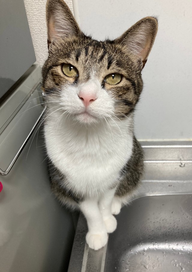 こっこんなところに！（流し台）