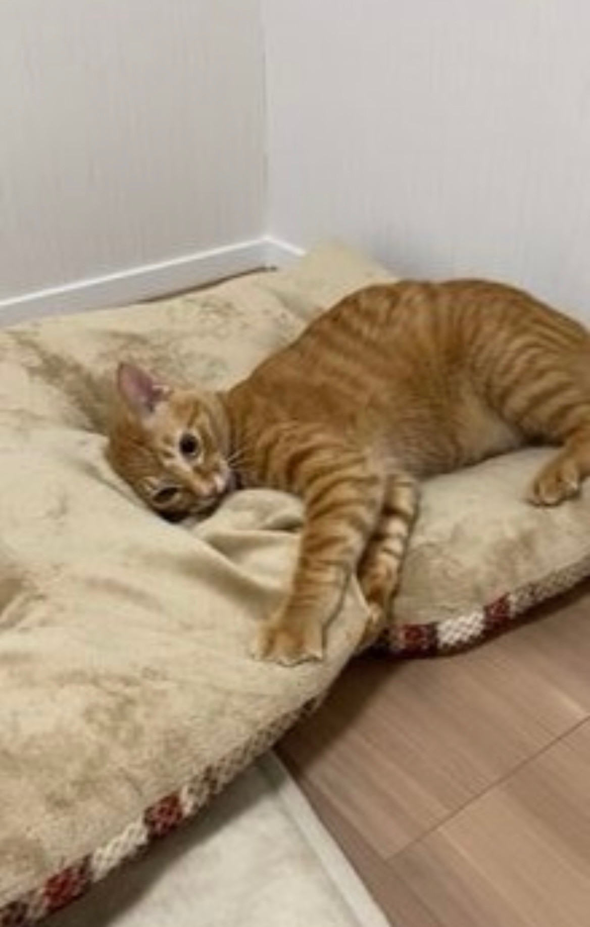 あっ…！せっかく運んだクッションが落ちて呆然顔の猫 切ない背中 