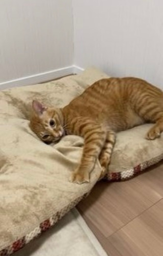 こんなに大きな長座布団を運ぶなんてすごい！（提供）