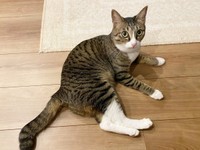 3歳になったかつおちゃん。靴下をはいたような足先の白い被毛がキュート（画像提供：ネムノキさん）