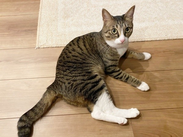 3歳になったかつおちゃん。靴下をはいたような足先の白い被毛がキュート（画像提供：ネムノキさん）