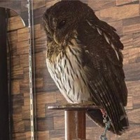 置物と勘違いされるフクロウさん（提供：cafeふれあいtorikagoさん）※一部トリミング
