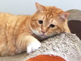 そんなことに力を注ぐなんて…　猫が多義語の使い方を解説