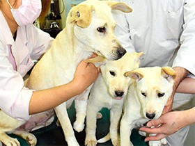 西日本豪雨で不明の犬、捜索続ける　別の犬を同じ山中で保護