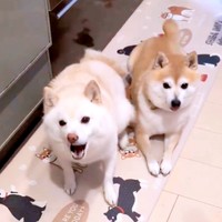 そわそわが止まらない餅子ちゃん（左）に対して、おとなしいくるみちゃん（右）（画像提供：KURUMILK.SHIBAINUさん）