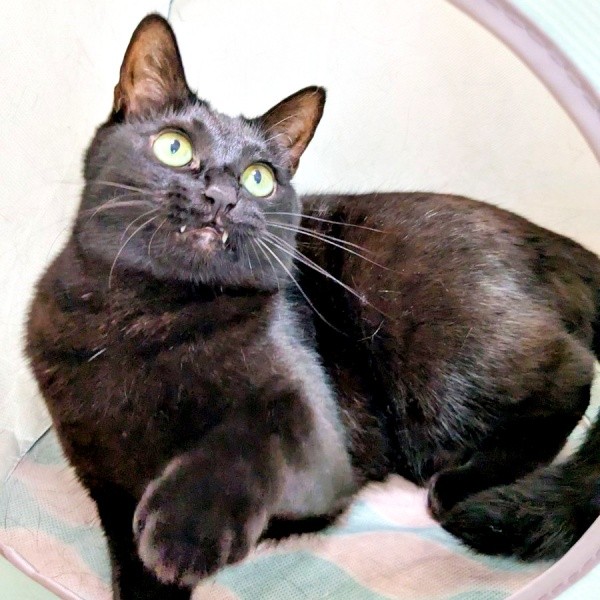 紐のおもちゃに大興奮！ 思わず、牙が出しっぱなしになったクロちゃん（画像提供：ぺぺ太さん）