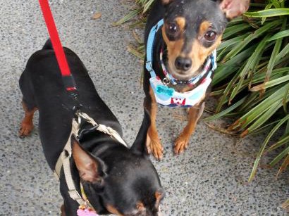 夫に冷たい保護犬ハンター　なぜか上品な女性にごあいさつ