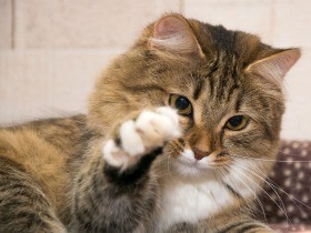 「猫ひっかき病」に注意！　リンパ節が腫れて痛み、重症化も