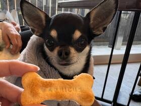 待ってました！　わんこビスケットの香りに釘付けになるチワワ「ノアール」