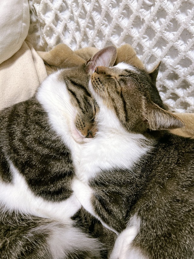 くっついて眠る2匹。向かって左がチャイくん、右がラテちゃん 画像提供：飼い主さん（@nekokawaii1214）