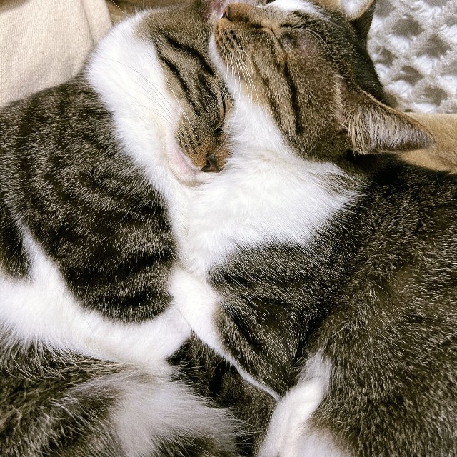 くっついて眠る2匹。向かって左がチャイくん、右がラテちゃん 画像提供：飼い主さん（@nekokawaii1214）