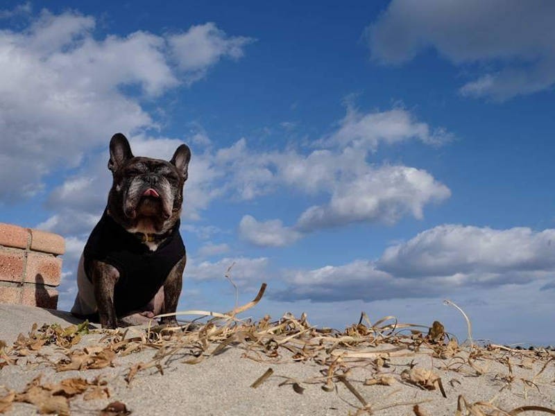 気持ちよさそうだね、ボルドーくん（高橋店長提供）