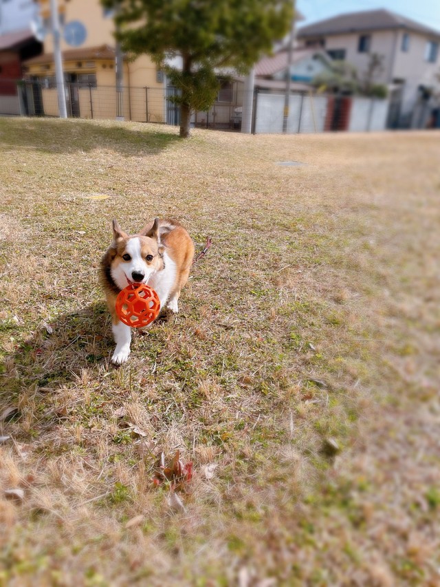 本来のオットマンボールの遊び方（提供：こたろうさん）