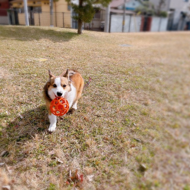 本来のオットマンボールの遊び方（提供：こたろうさん）