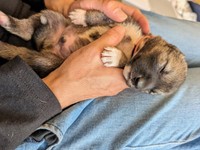 生まれて間もない頃のルー。こちらもまだ耳の様子は判別できませんが…