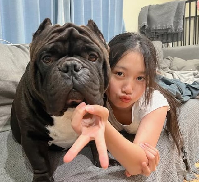 ゆめちゃんの好きタイプはいつでも「アトム♡」（提供：＠americanbully_atom0106さん）
