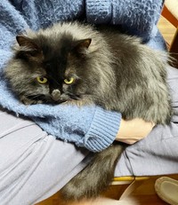 抱っこされてくつろぐさぬき丸さん（画像提供：さぬいちさん）