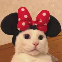 ミニータマだにゃ！