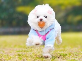 どんな夢を見ていたの？？　寝言で遠吠えしちゃうミックス犬「しふぉん」