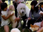 名前を呼んで叱らない、「お座り」が大切……　愛犬のしつけ教室