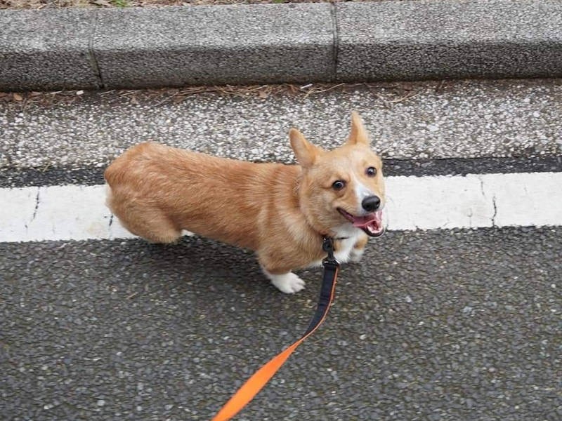 お散歩って楽しいものだったんだね！（UG DOGS提供）