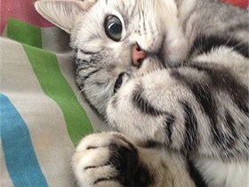 歯磨きガマンできるようになったね　アメショー「エース」