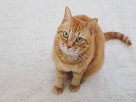 事故に遭ったとき、わざわざうちを選んで助けを求めにきた　茶トラ猫「にゃんた」