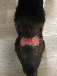 徐々に治ってきた患部