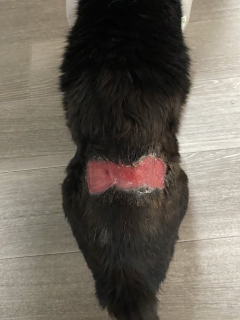 徐々に治ってきた患部