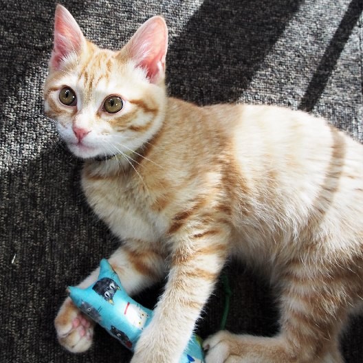 よく遊び、よく眠り、よく食べる