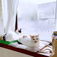 窓辺で仲良く「営業活動」をするのりおさん（奥）、みたらしさん（手前）