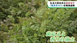 幻のセリ「観音寺セリ」の収穫が最盛期　常連客に直接販売　宮城・登米市