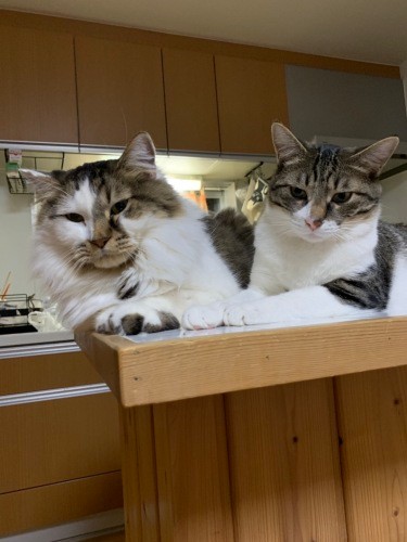 子供のように可愛がっている福くんと