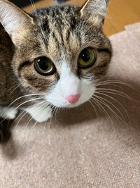 おいちちゃんは3歳の女の子。ピンクのお鼻がキュート♡（提供：おすよさん）