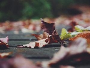 当たり前にある、ふるさとの春夏秋冬の薫りに、私は案外甘えていた