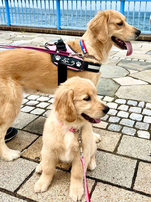 親子で海辺をお散歩、楽しいな＝ぷぅ・つゆ・お茶子さん（@pu_channeldesu）提供
