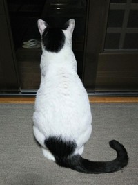 本堂のお父さんを待つみぃくん