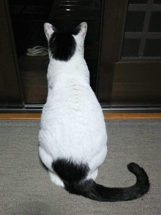 本堂のお父さんを待つみぃくん