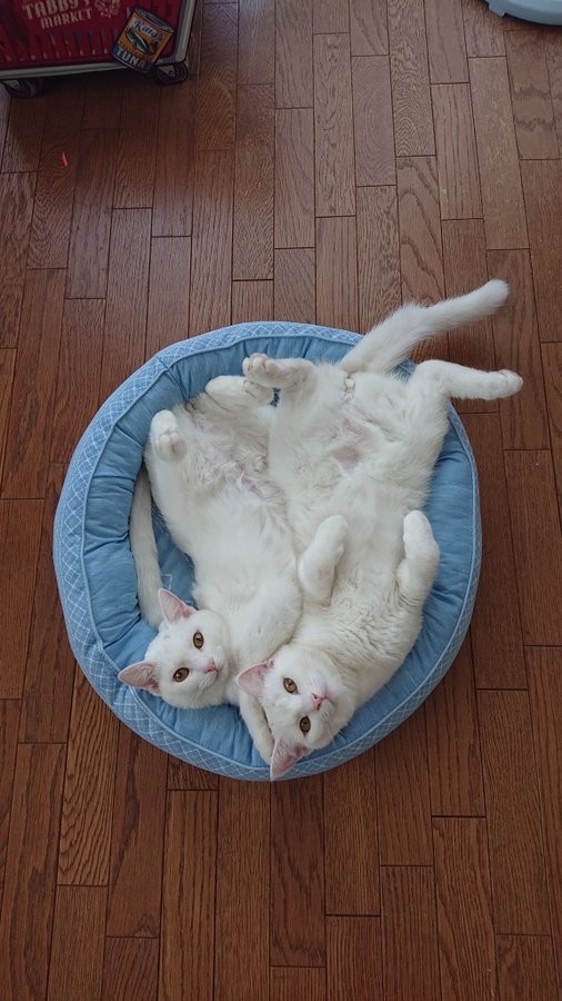 三位一体ならぬ二匹で一匹、とても仲良し＝ぽむぽわカレンダー発売中さん提供（@pom_powa_nyan）