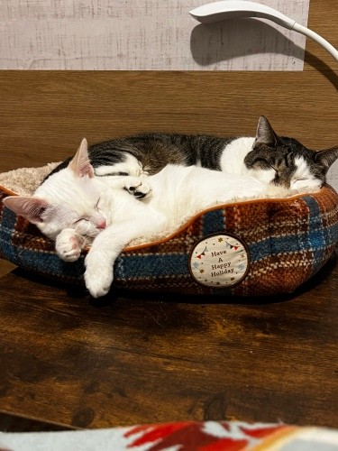 仲良く一緒に寝るメローとフィーユ