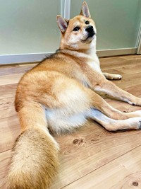 人懐こく穏やかないろりくん（画像提供：柴犬いろりさん）