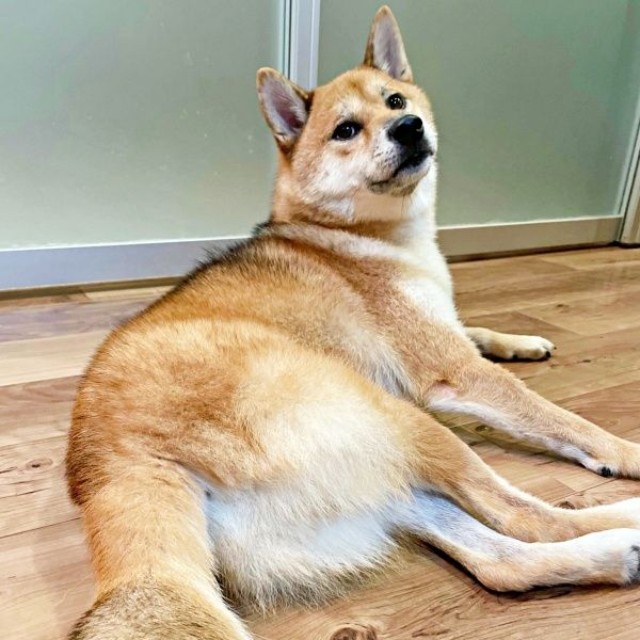 人懐こく穏やかないろりくん（画像提供：柴犬いろりさん）