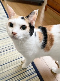 13歳ころのみゅうちゃん。子猫のように愛らしい表情が素敵です（画像提供：こまちさん）