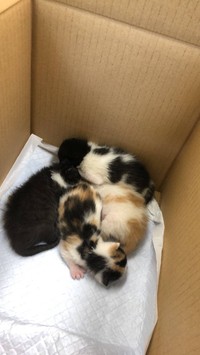 保護当時＝easy_going_mywayさん（@zs41wz3PHyRO0zf）提供