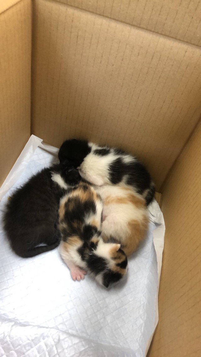 保護当時＝easy_going_mywayさん（@zs41wz3PHyRO0zf）提供