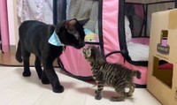 保護猫と何やらお話中